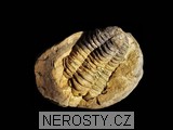 trilobit, zkamenělina