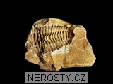trilobit, diacalymene