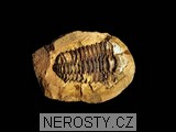 trilobit, zkamenělina