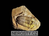 trilobit, zkamenělina