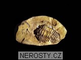 trilobit, zkamenělina