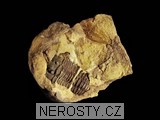 trilobit, zkamenělina