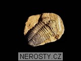 trilobit, zkamenělina