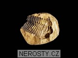 trilobit, diacalymene