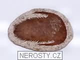 trilobit paradoxides, zkamenělina
