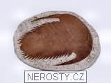 trilobit paradoxides, zkamenělina