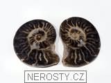 amonit, zkamenělina