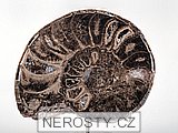 amonit, mammites nodosoides