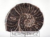 amonit, mammites nodosoides