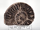 amonit, mammites nodosoides