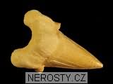 zub, zkamenělina