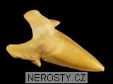zub, zkamenělina