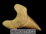 zub, zkamenělina