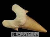 zub, zkamenělina
