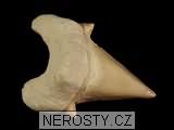 zub, zkamenělina