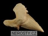 zub, zkamenělina