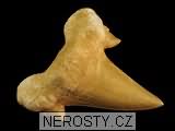 zub, zkamenělina