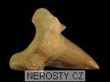 zub, zkamenělina