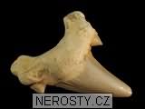 zub, zkamenělina