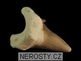 zub, zkamenělina