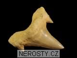 zub, zkamenělina
