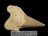 zub, zkamenělina