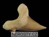 zub, zkamenělina