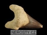 zub, zkamenělina