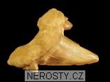 zub, zkamenělina