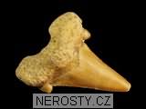 zub, zkamenělina
