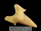 zub, zkamenělina