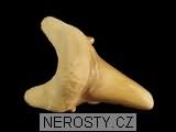 zub, zkamenělina