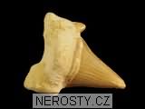 zub, zkamenělina