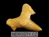 zub, zkamenělina