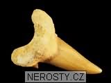 zub, zkamenělina