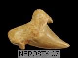 zub, zkamenělina