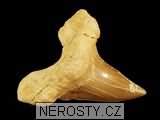 zub, zkamenělina