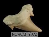 zub, zkamenělina