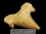 zub, zkamenělina