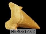 zub, zkamenělina