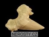 zub, zkamenělina