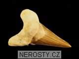 zub, zkamenělina