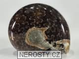 amonit, zkamenělina