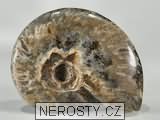 amonit, zkamenělina