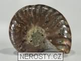 amonit, zkamenělina