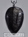 ortoceras, zkamenělina