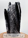 ortoceras, zkamenělina