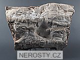 zkamenělé dřevo, zkamenělina