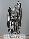 ortoceras, zkamenělina