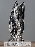 ortoceras, zkamenělina